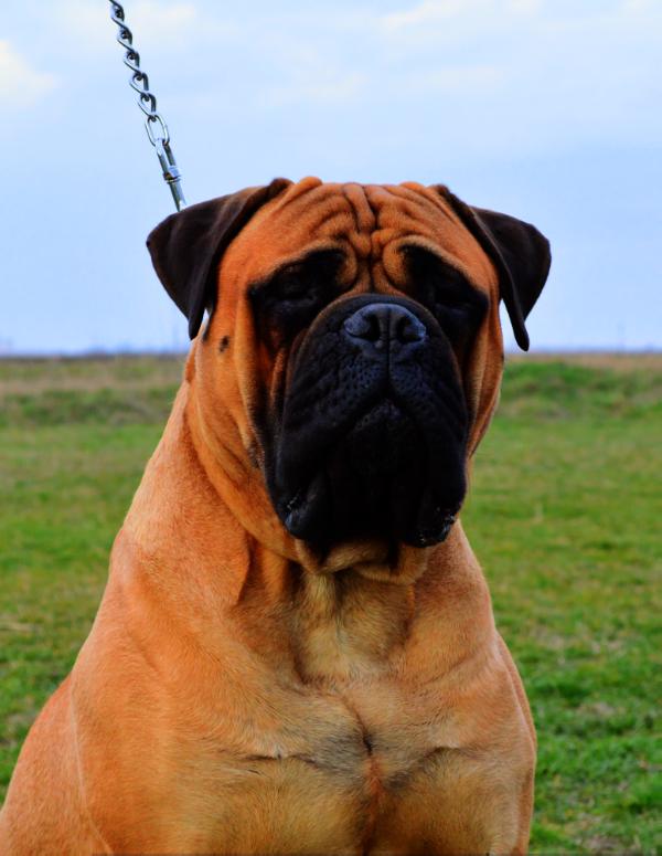 Long Enough Escalibur | Bullmastiff 