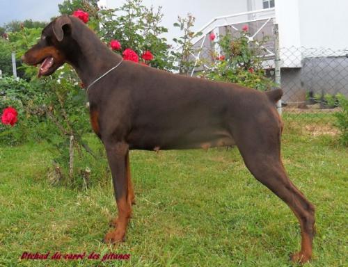 Dtchad du Carre des Gitanes | Brown Doberman Pinscher