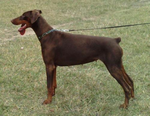 Deca du Carre des Gitanes | Brown Doberman Pinscher