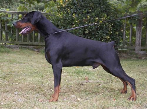 Zion Betelges | Black Doberman Pinscher