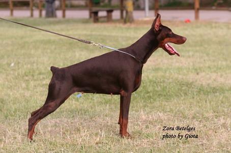 Zora Betelges | Brown Doberman Pinscher