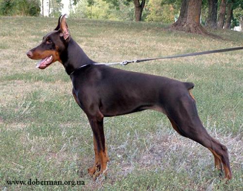 Korry-Korado Djessica Djudit | Brown Doberman Pinscher