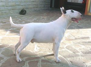 Alunday King Hit | Bull Terrier 