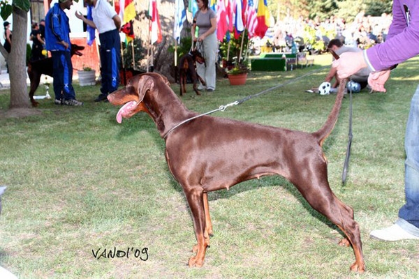 Naemi v. Klingbach | Brown Doberman Pinscher