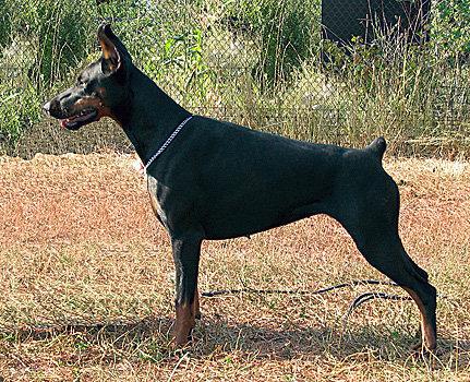 Eria Pro Andante Barcarolla | Black Doberman Pinscher