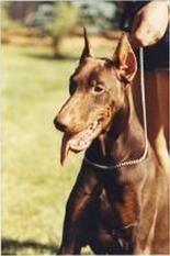 Crishan v. Orakel | Brown Doberman Pinscher