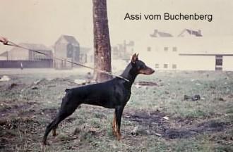 Assi v. Buchenberg | Black Doberman Pinscher