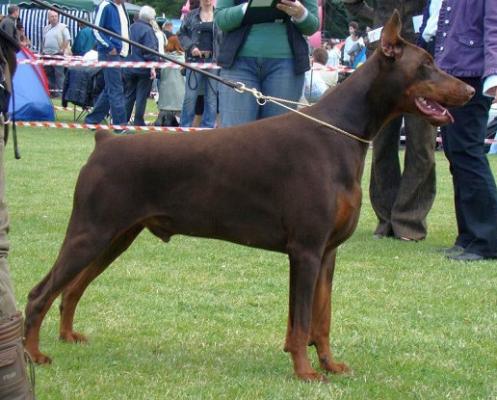 Red Rock Bene Meritus | Brown Doberman Pinscher