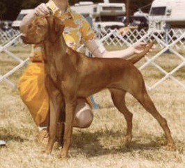 Boshar's Budapest Babe | Hungarian Vizsla 