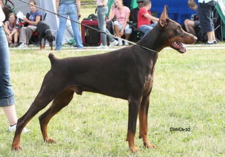 Sant Kreal Faust | Brown Doberman Pinscher