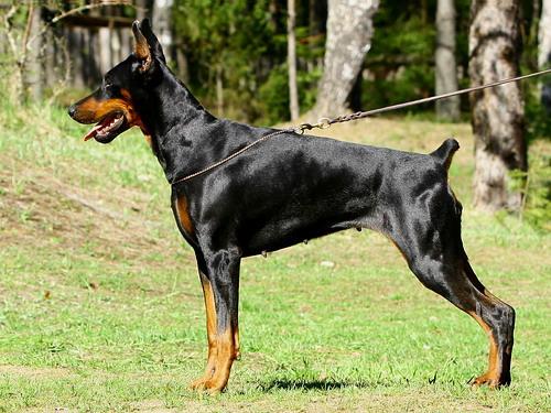 Sant Kreal Femida | Black Doberman Pinscher