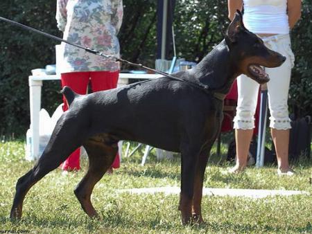 Sant Kreal Finansist | Black Doberman Pinscher