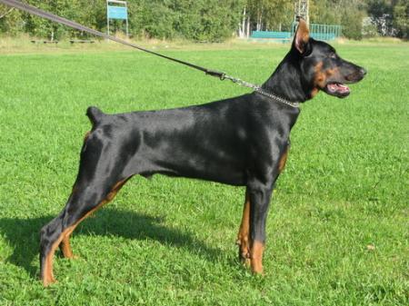 Sant Kreal Ferz' | Black Doberman Pinscher