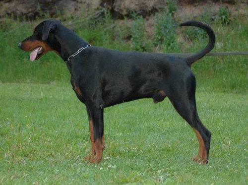 Ravenclaw's Eros | Black Doberman Pinscher