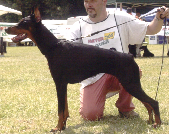 Jorgia del Bosco delle Piane | Black Doberman Pinscher