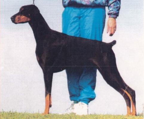 Cabochon The Chachacha | Black Doberman Pinscher