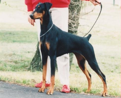 Cabochon Dark Crystal | Black Doberman Pinscher