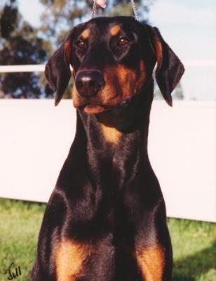 Cabochon Got Cha | Black Doberman Pinscher