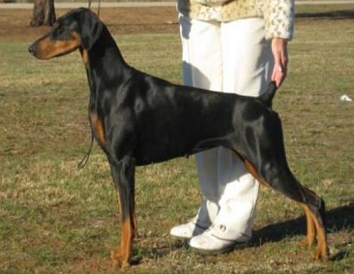 Cabochon Kerfuffle | Black Doberman Pinscher