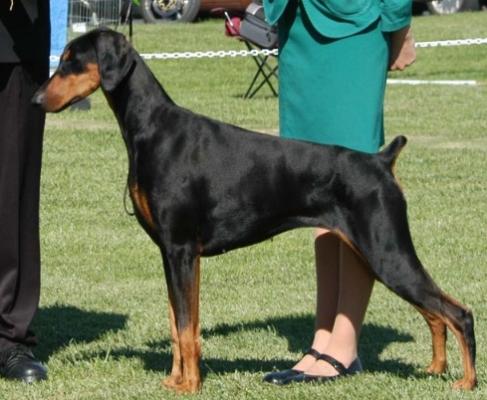 Cabochon Ku De Gra | Black Doberman Pinscher