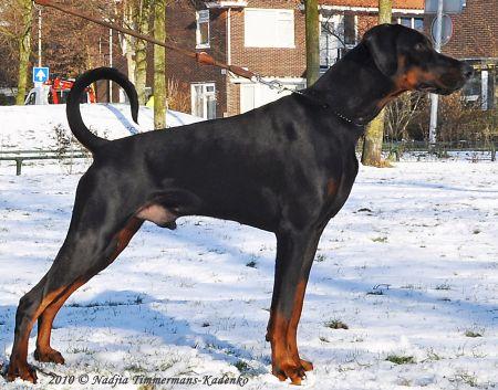 Russkaja Mechta Krutoi Kozak | Black Doberman Pinscher