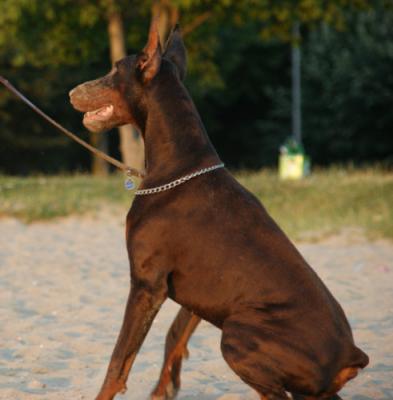 Goldy di Altobello | Brown Doberman Pinscher