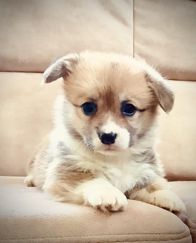 Heather Oomph Factor iz Branele | Pembroke Welsh Corgi 