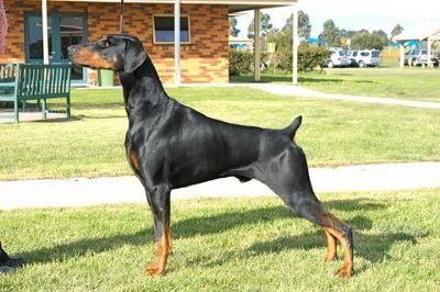 Walamara Vibrant Venture | Black Doberman Pinscher