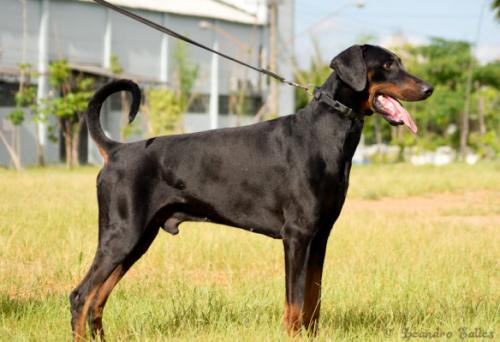 Ryker v. Aurachgrund | Black Doberman Pinscher