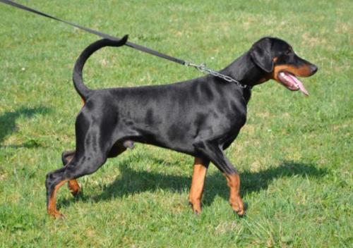 Raik v. Aurachgrund | Black Doberman Pinscher