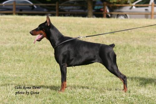 Tahi-Réme Demi | Black Doberman Pinscher