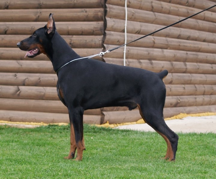 Bufo v. David el Greco Nero | Black Doberman Pinscher