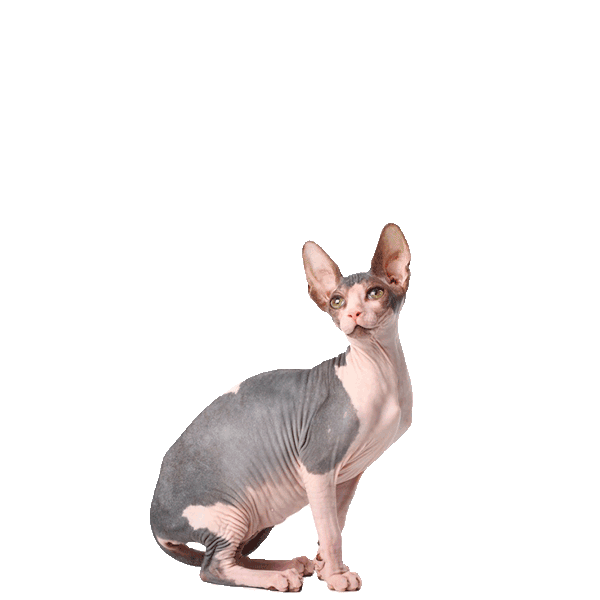 Sphynx