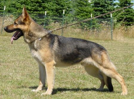 Quinn von der Unteren Saar | German Shepherd Dog 