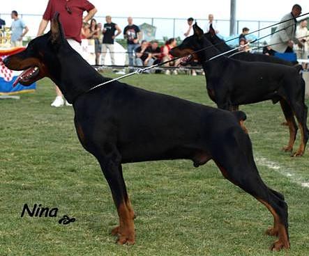 Croy Best of Island | Black Doberman Pinscher