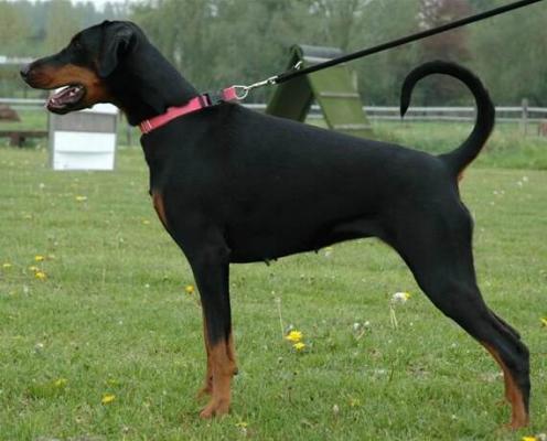 Wietske v. Eysingastate | Black Doberman Pinscher