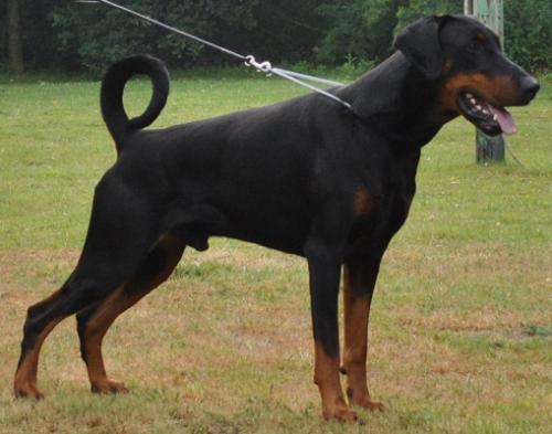 Djurre v. Eysingastate | Black Doberman Pinscher