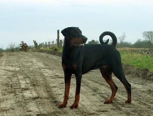 Lolke v. Eysingastate | Black Doberman Pinscher