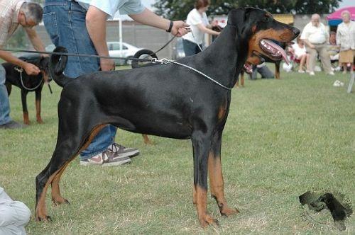 Jildau v. Eysingastate | Black Doberman Pinscher