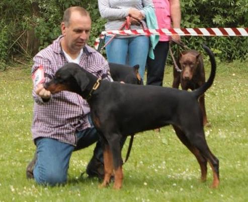 Minke v. Eysingastate | Black Doberman Pinscher