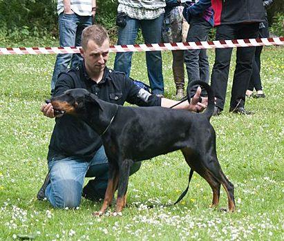 Lobke v. Eysingastate | Black Doberman Pinscher