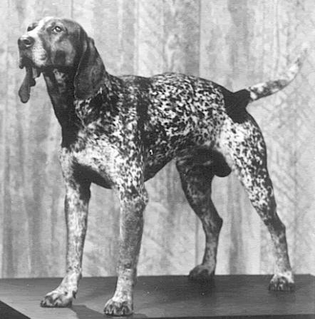 Bates Blue Kash | American English Coonhound 