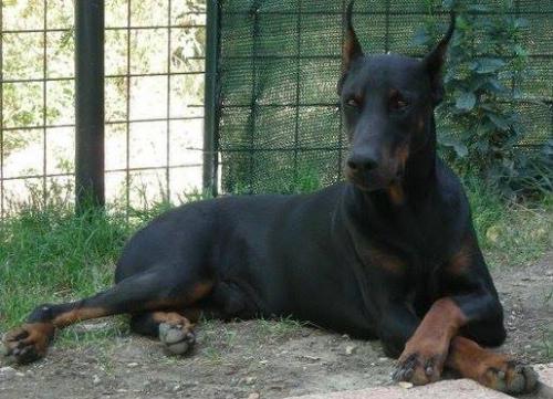 Santjago di Prisconte | Black Doberman Pinscher