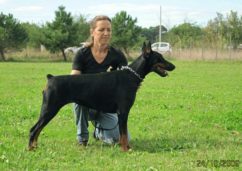 Sofiavenus di Prisconte | Black Doberman Pinscher