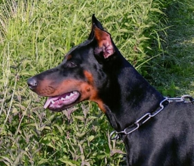 Zeno Zantes di Prisconte | Black Doberman Pinscher