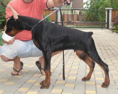 Rado del Mediano | Black Doberman Pinscher