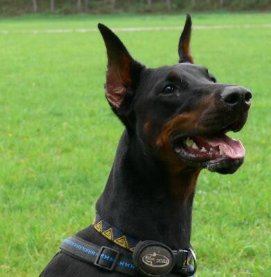 Baby Black di Prisconte | Black Doberman Pinscher