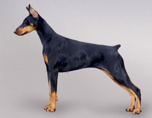 Beja's Sorella Suzy Q | Black Doberman Pinscher