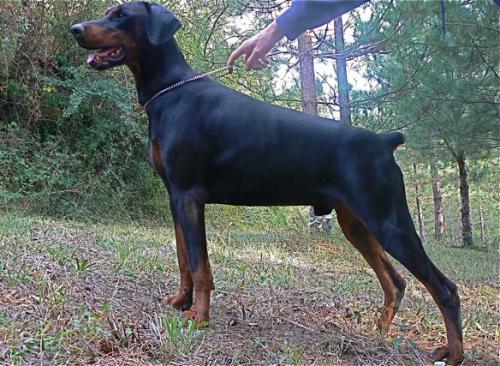 Don Salvatore Toto Riina del Palazzo di Shanta | Black Doberman Pinscher