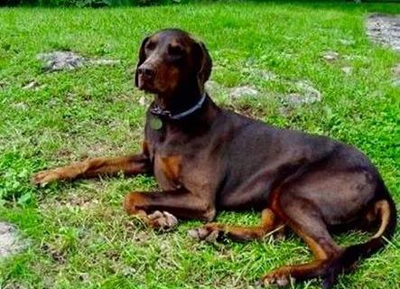 Druzilla Giorgia del Palazzo di Shanta | Brown Doberman Pinscher